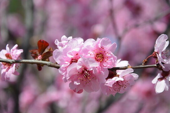 櫻花