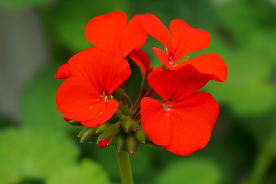 小花
