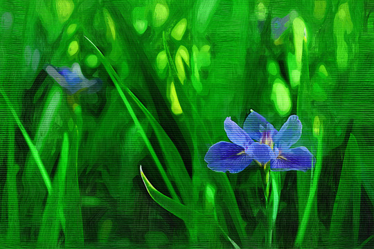 鳶尾花（油畫）