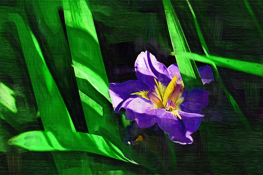 鳶尾花（油畫）
