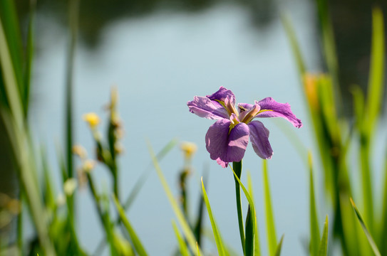 鳶尾花