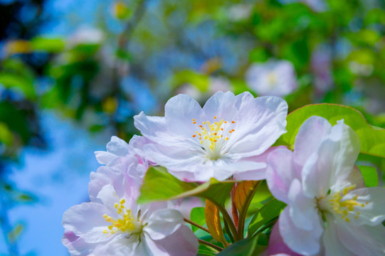 海棠花