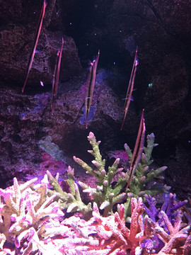 泰國曼谷海洋館深海珊瑚