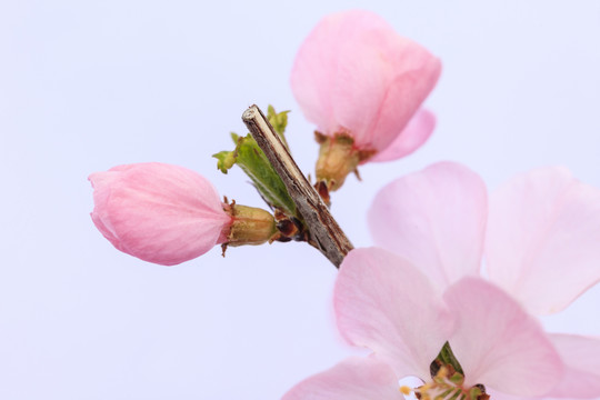 花苞