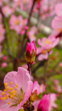 花苞