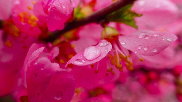 花瓣雨