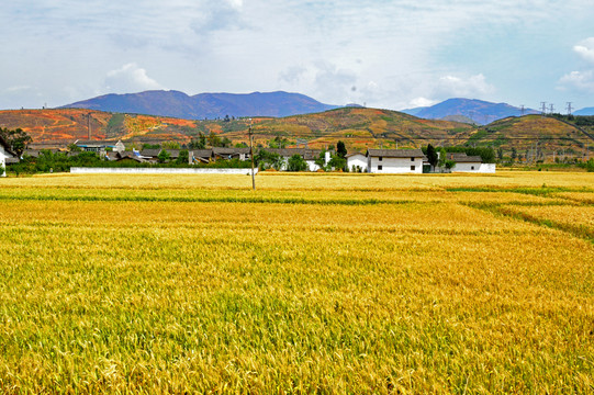 田園風光