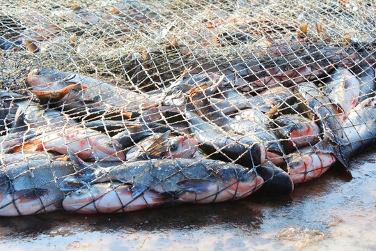 網(wǎng)中大魚(yú) 魚(yú)塘拉網(wǎng)