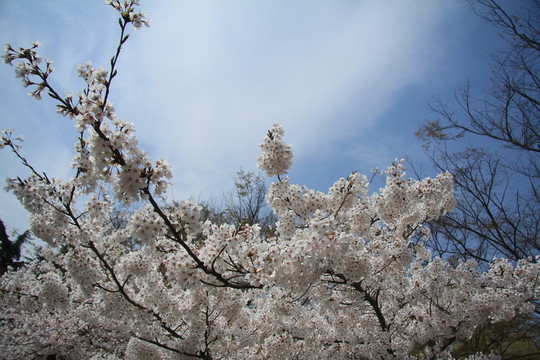 櫻花圖片
