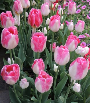 郁金香花圃