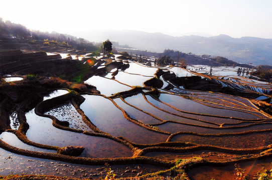 元陽梯田（高清）