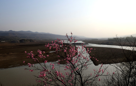 桃花