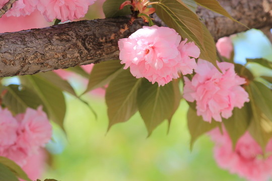 櫻花盛開
