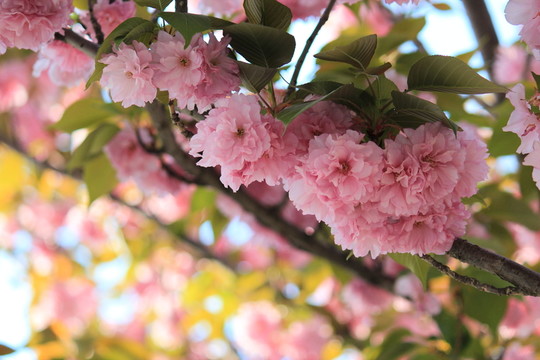 櫻花