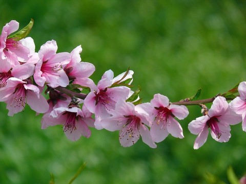 桃花