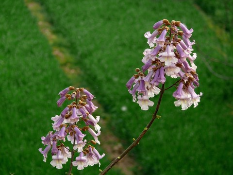 桐樹(shù)花