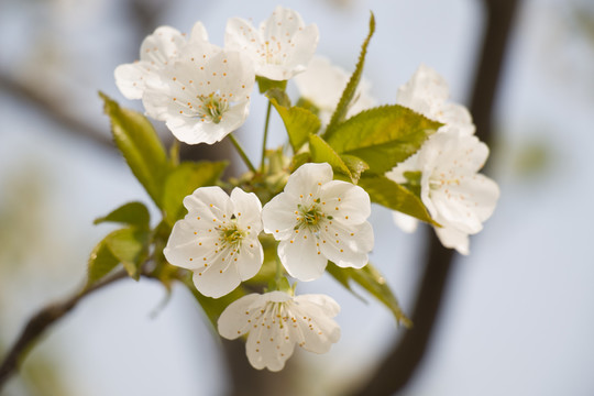 櫻花 梨花