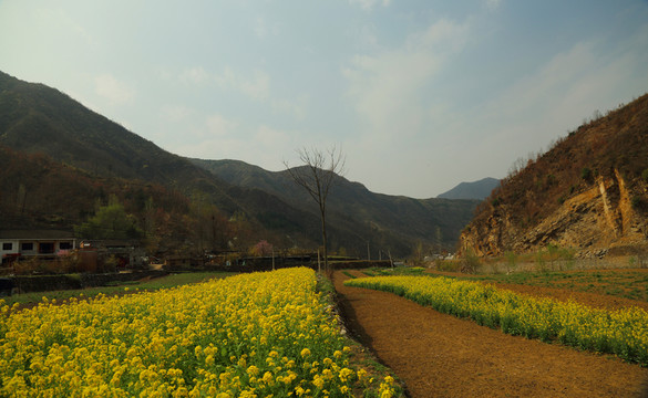 春天里