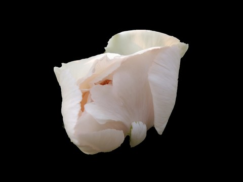 黑底 摳圖 牡丹花