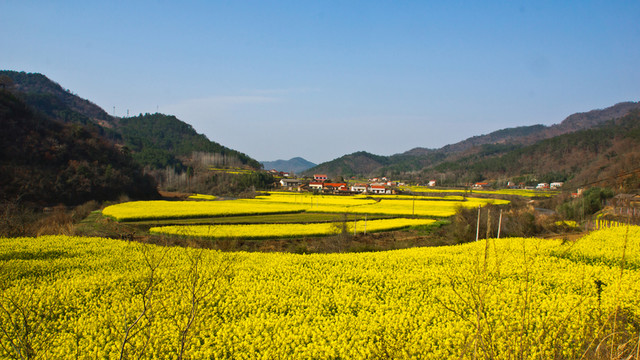 油菜花