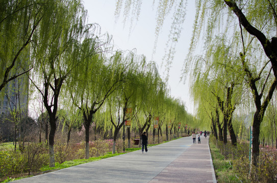 灞河 柳樹 濕地公園