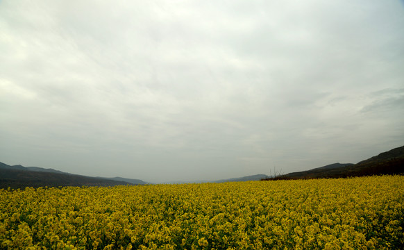 油菜花