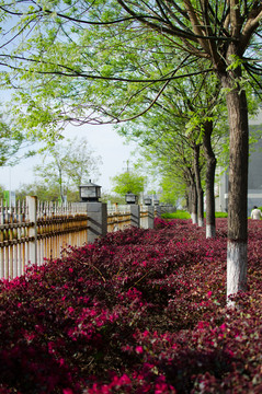 城市園林