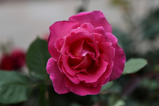 玫瑰花