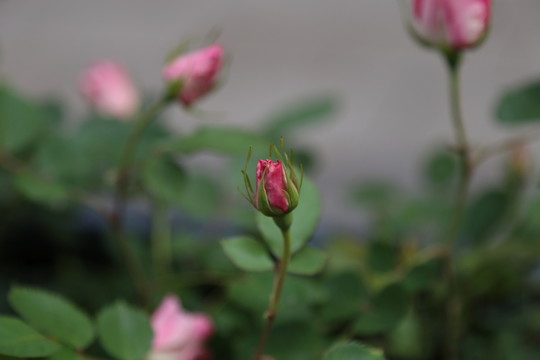 玫瑰花