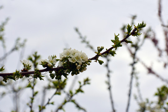 春花