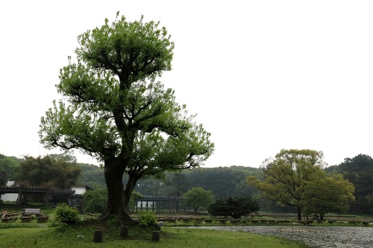 大樹