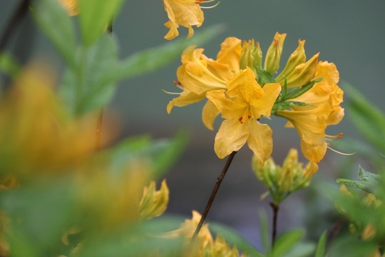 杜鵑花