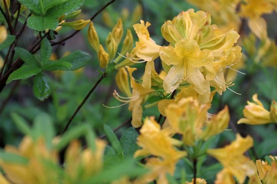 杜鵑花