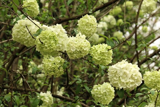 繡球花
