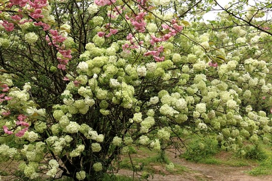 繡球花