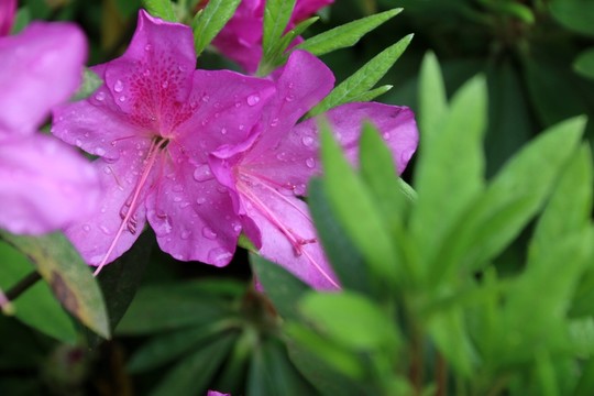 杜鵑花