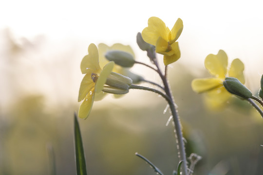 小花