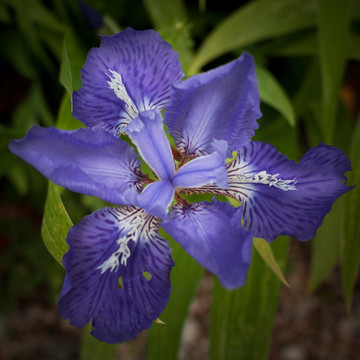 鳶尾花