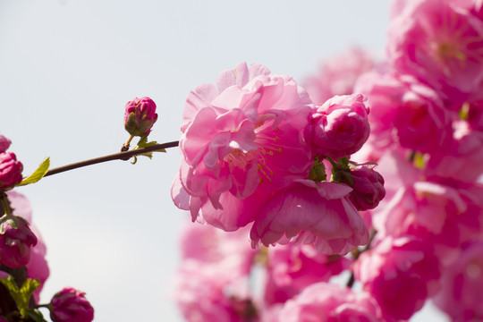 榆葉梅花枝