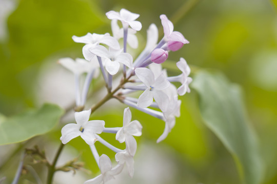 丁香花