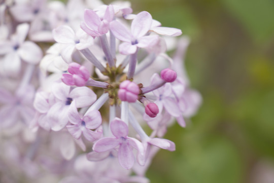 丁香花