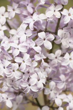 丁香花