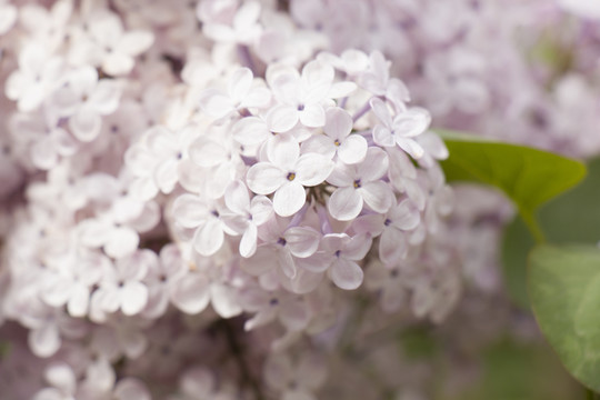 丁香花