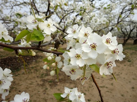 梨花