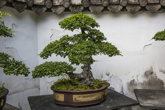 盆栽