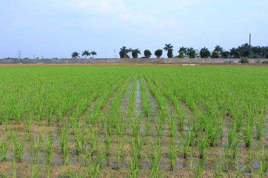 水稻田園