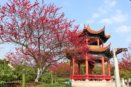 牡丹園風(fēng)景