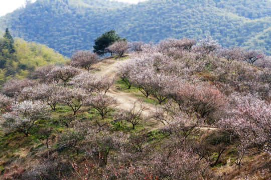 杭垓桃花