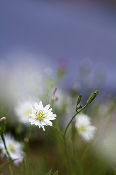 野菊花