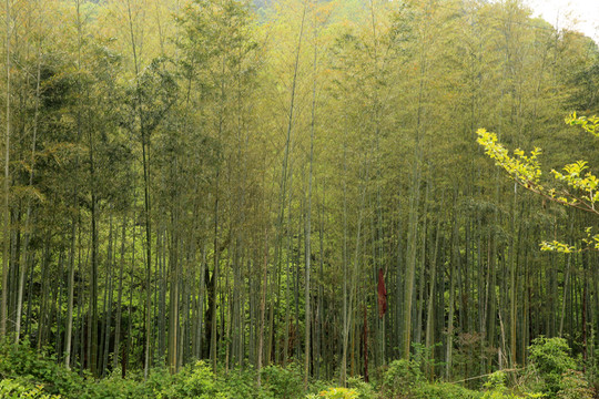竹林